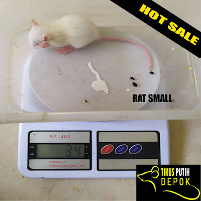 Jual tikus putih Depok rat small