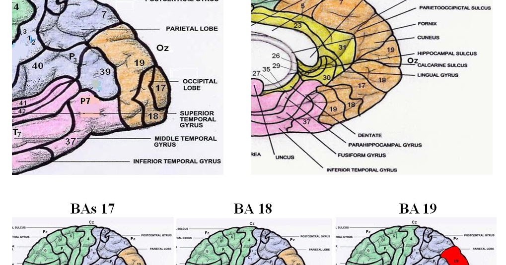 Neurofeedback Der Blog über Neurofeedbacktherapie Occipital Lappen