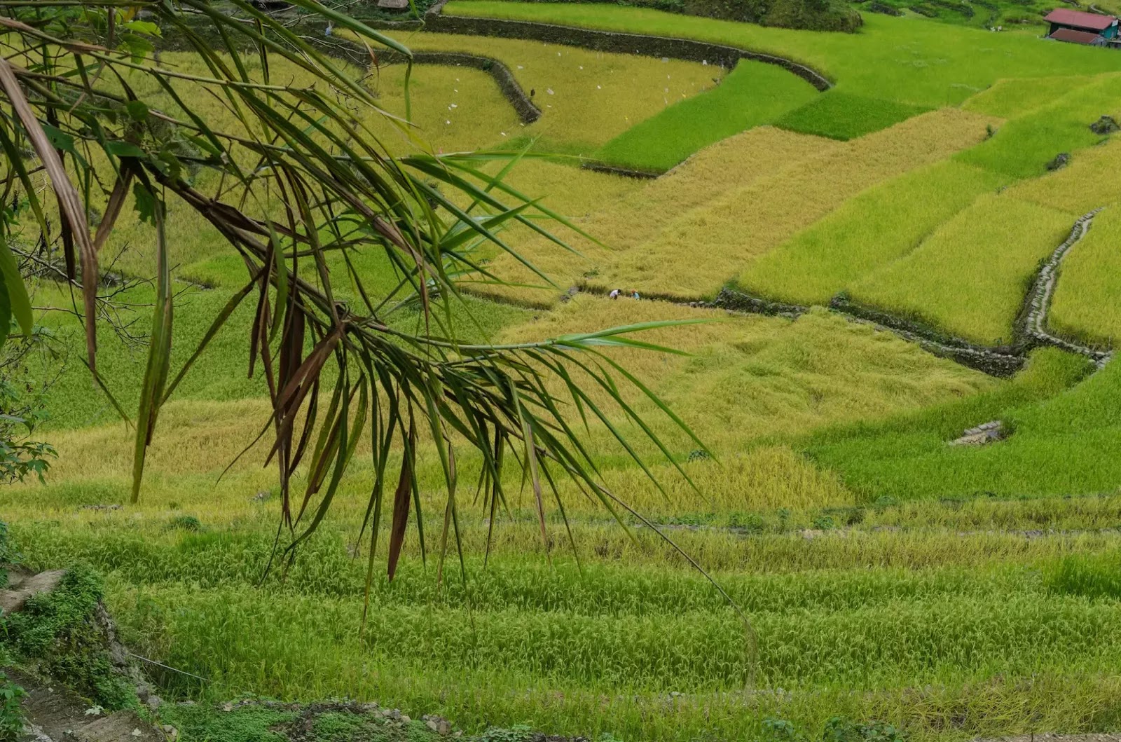 A Batad Rice Terraces Fields of Gold Ifugao Cordillera Administrative Region Philippines 