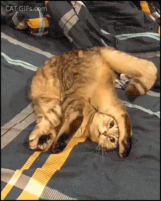 Amazing Cat GIF • Weird boneless cat doing his Yoga and relaxing in the strangest position haha“Yoga cat is fuck*ng flexible!” Amazing Cat GIF • Weird boneless cat doing his Yoga and relaxing in the strangest position haha“Yoga cat is fuck*ng flexible!”