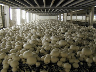 How to Grow Mushrooms