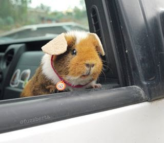 Teddy Guinea Pig information