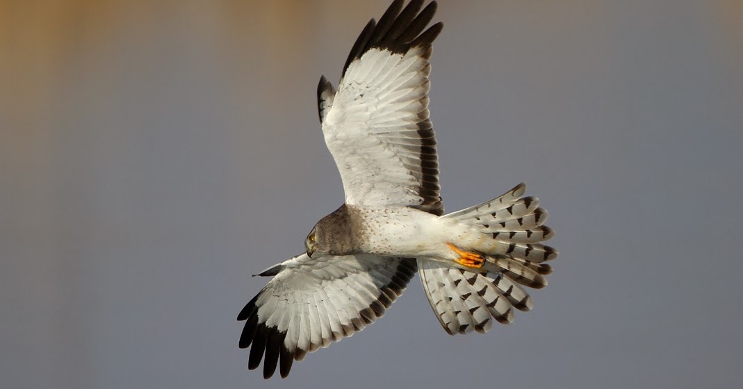 large white birds with black wingtips sidersweddingoutfitsmen