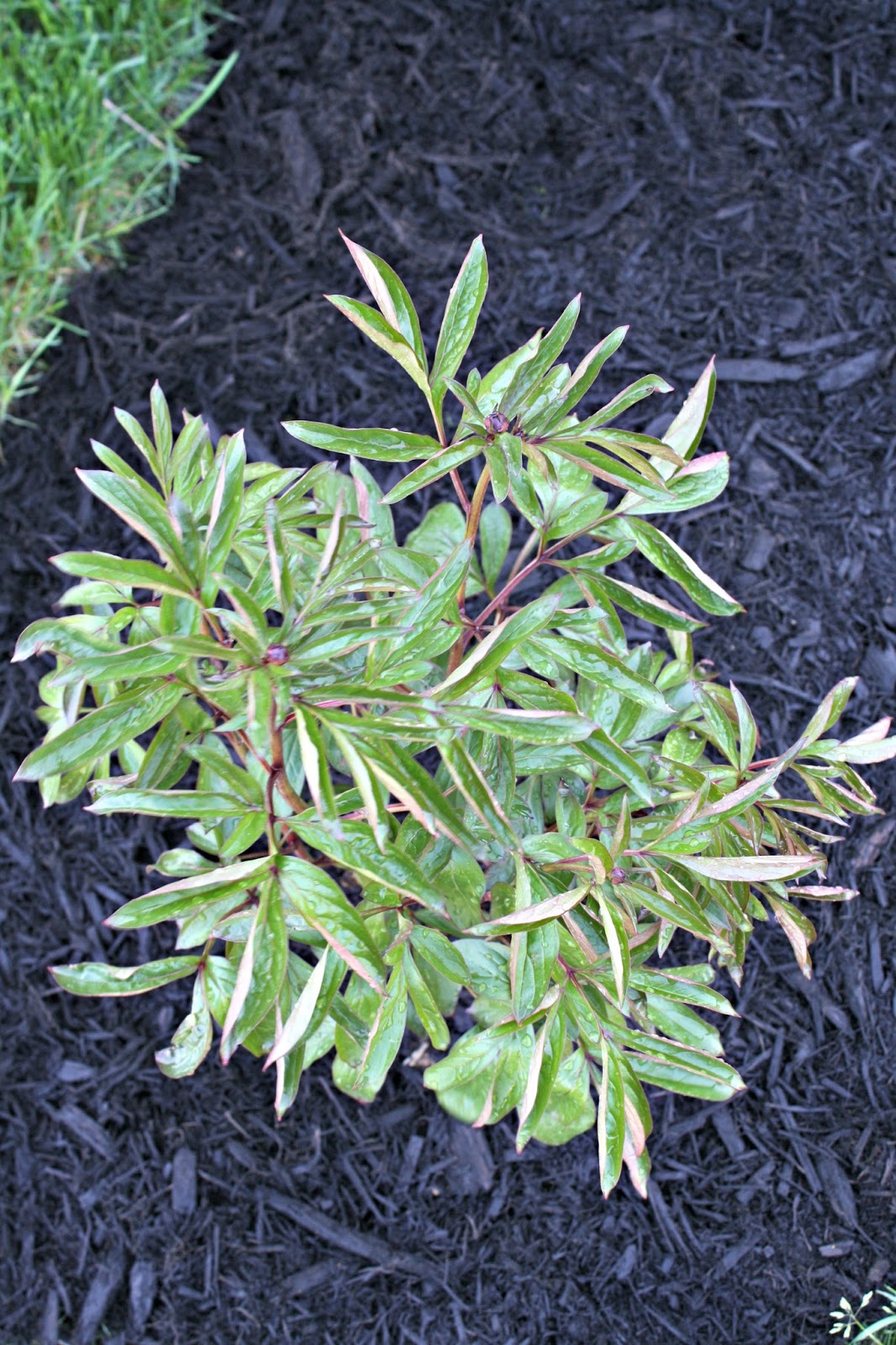 Tips for growing peonies