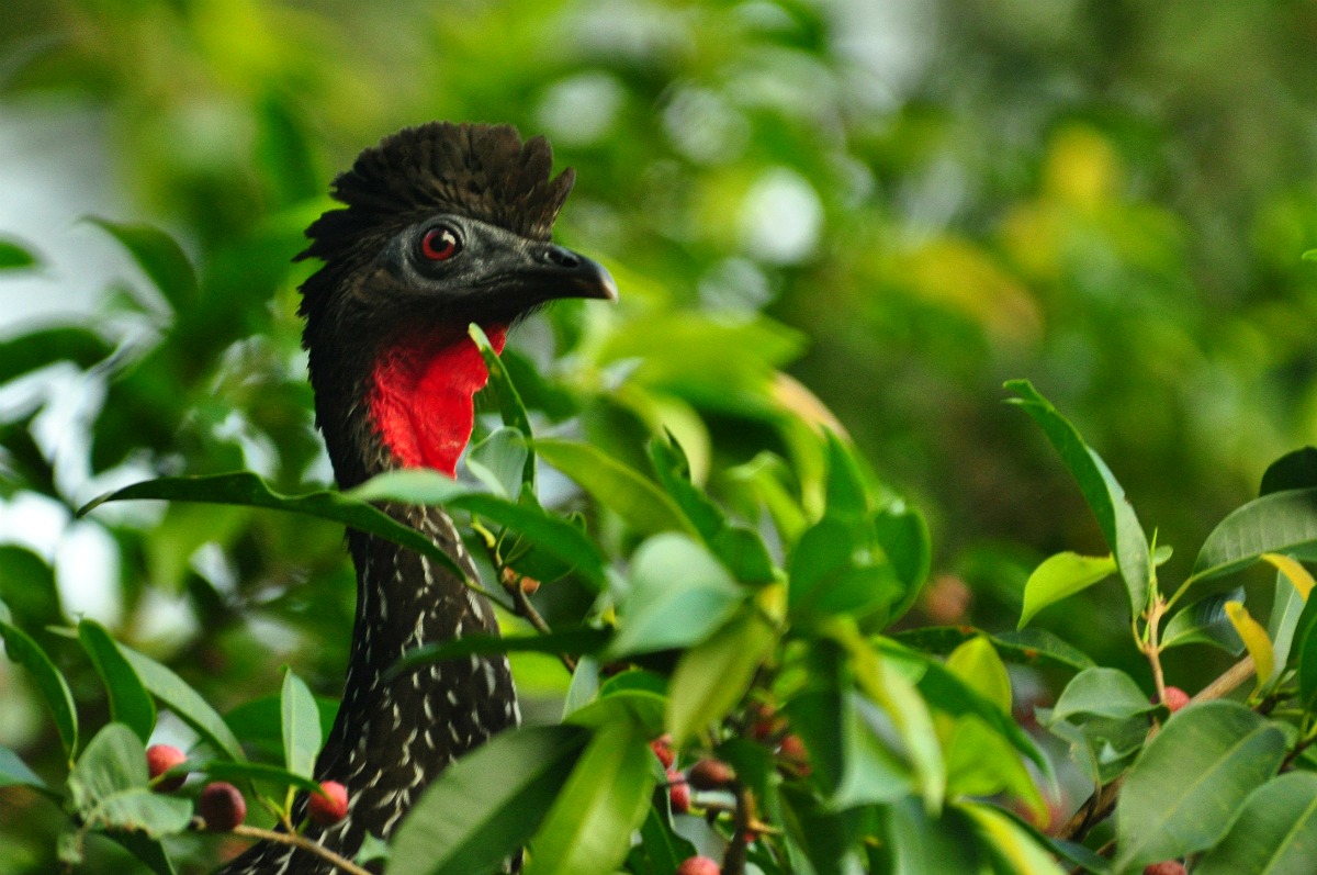 A Tree Falling Costa Rican Birds, Part II