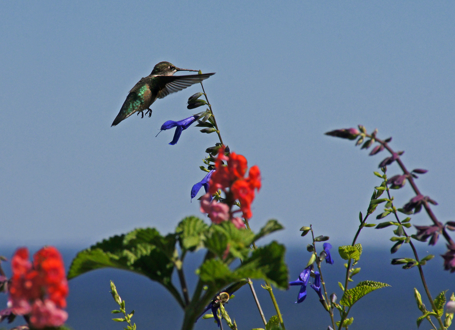 A Long Island Summer In Pictures THE BAITING HOLLOW HUMMINGBIRD SANCTUARY