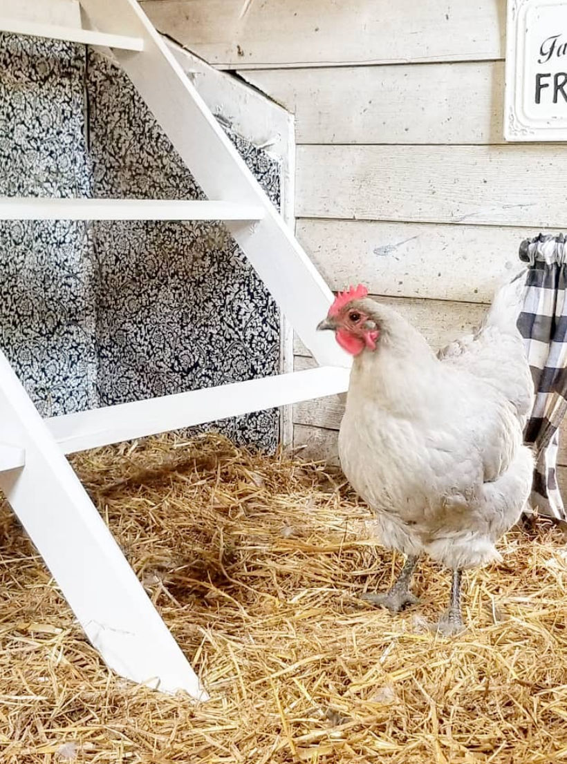 5 Tips to Keep your Chickens MiteFree Naturally Fresh Eggs Daily