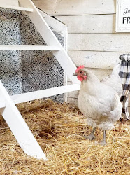 chickens mite keep naturally straw nearly coop decade raised yet ve use