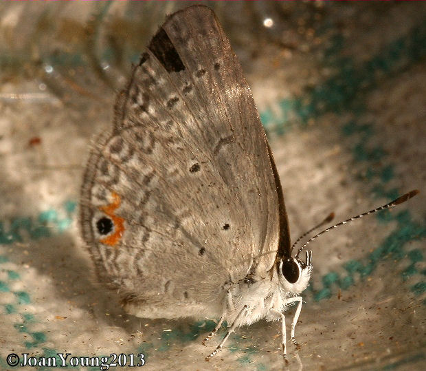 South African Photographs Cupreous Blue (Eicochrysops messapus)