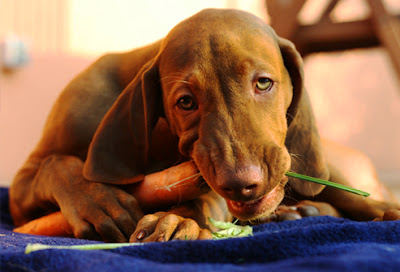 dog-eating-carrot