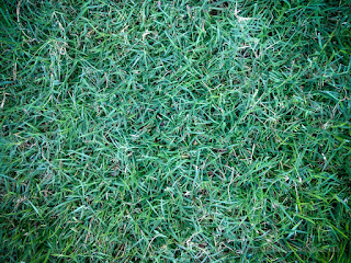 Natural Green Texture Of The Lawn Of The Garden Yard