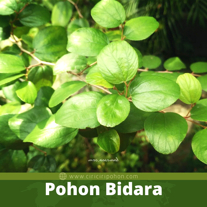 Pohon Bidara