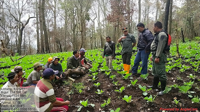 Dalam Rangka Penertiban Hutan Perhutani KPH Bondowoso Terus Berinovasi