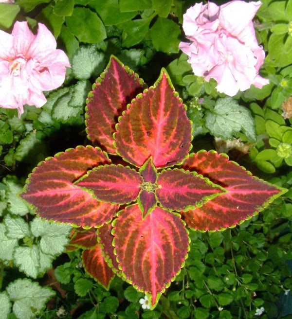 10 plantas para jardines en sombra Guia de jardin