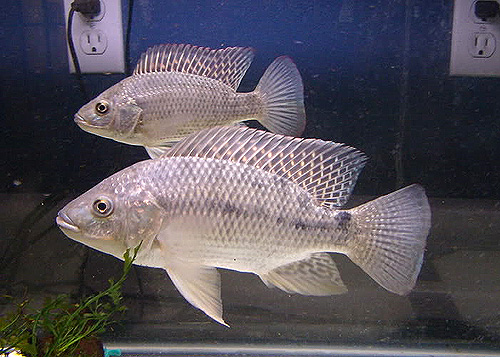 Ikan Tilapia