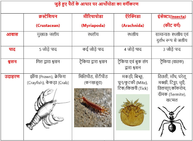 jantu-jagat