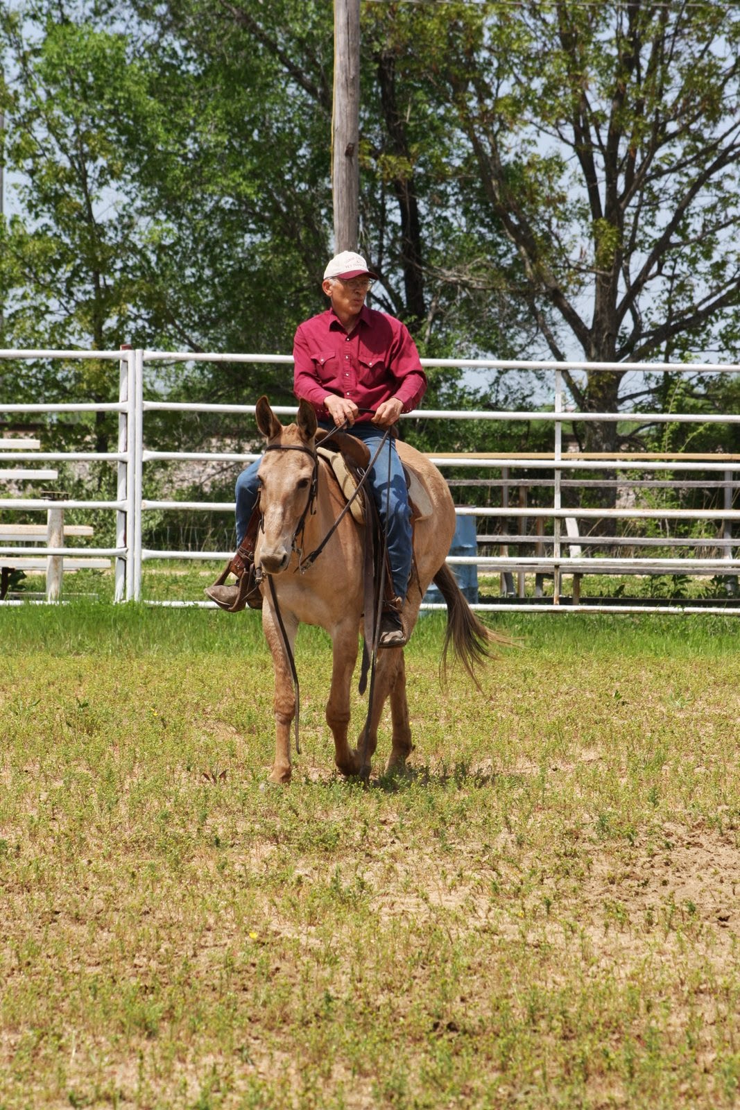 PairADice Mules: Trail Class at Cuba Mule Show