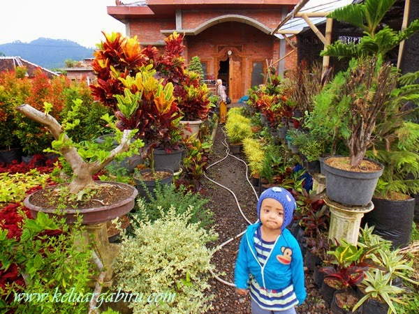 Berburu Tanaman Hias Murah di Batu