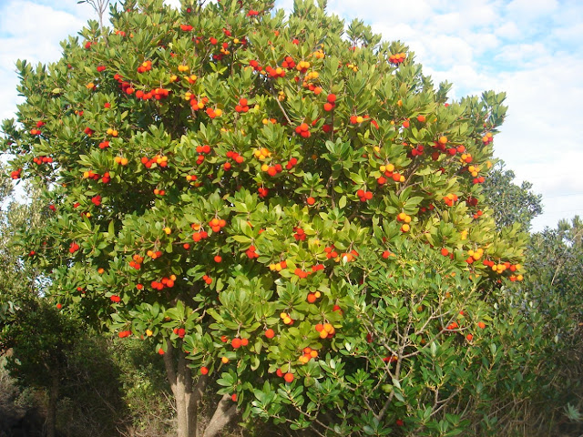 Арбутус (Arbutus) или земляничное дерево
