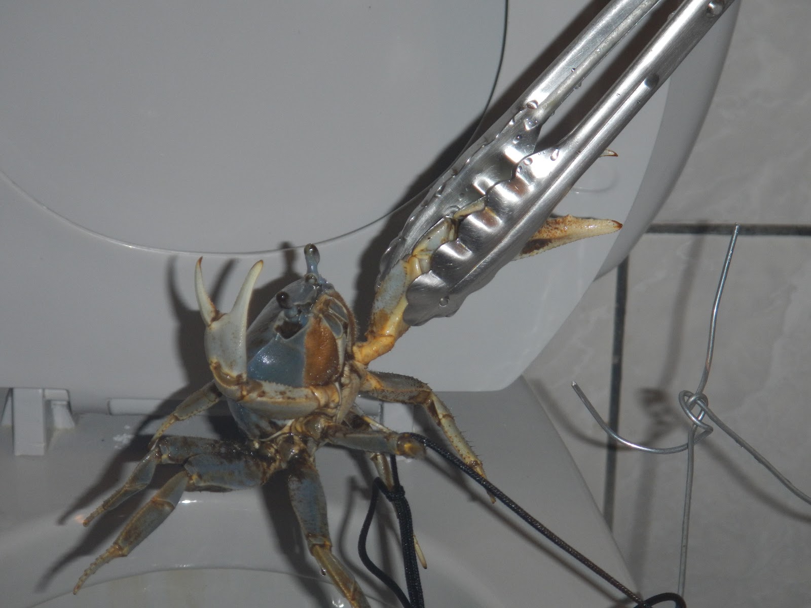 Electric Passport The NotSoEndangered Toilet Crab of Costa Rica