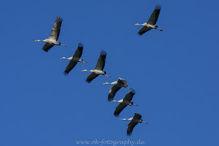 Naturfotografie Kraniche grus grus Kranichzug Diepholzer Moorniederung