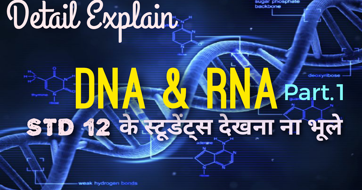 Structure of the DNA and RNA part 1