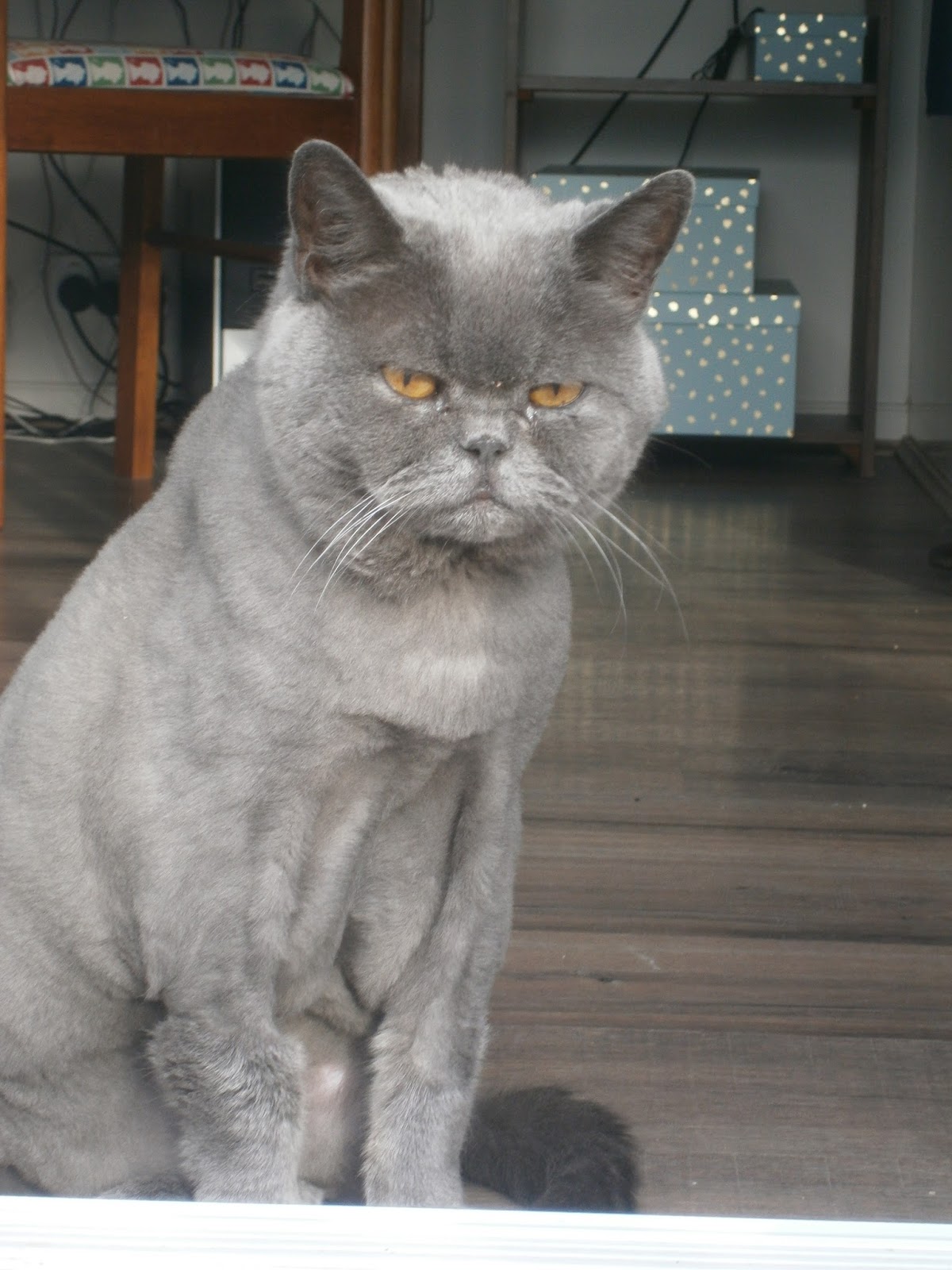 shaved british shorthair