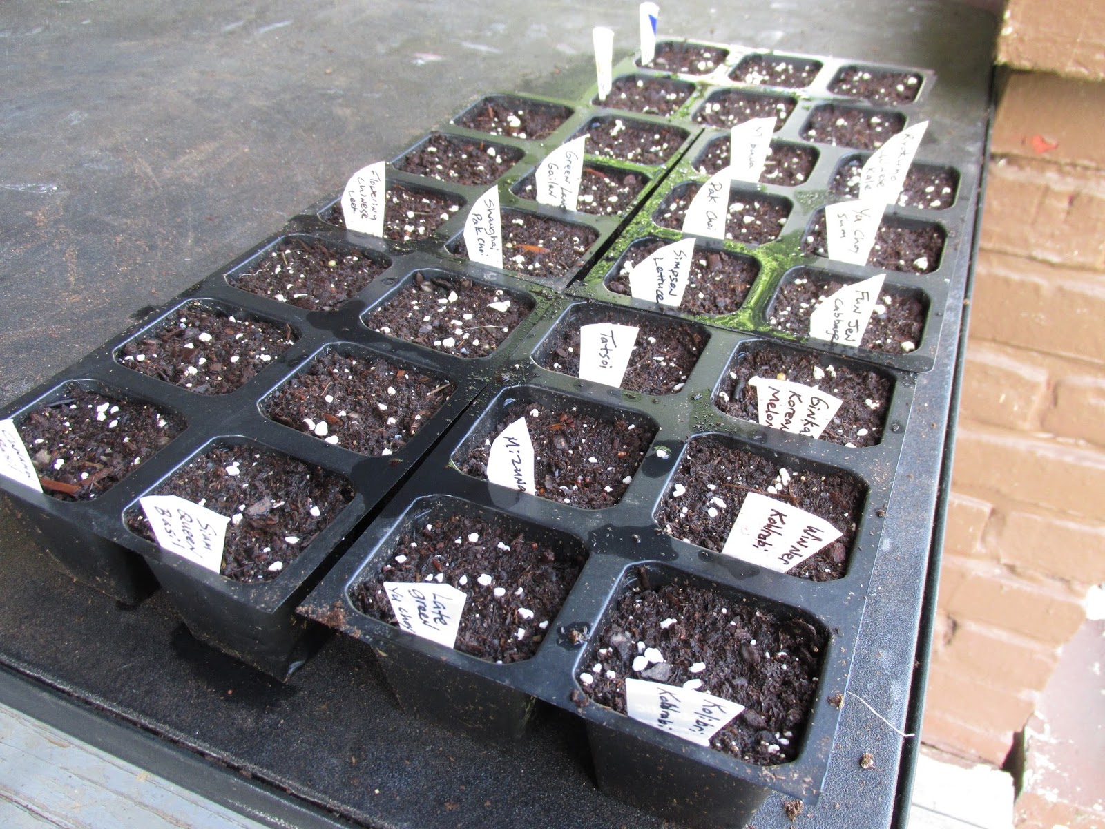 Kentucky Fried Garden Tomatoes and Brassicas All Potted Up