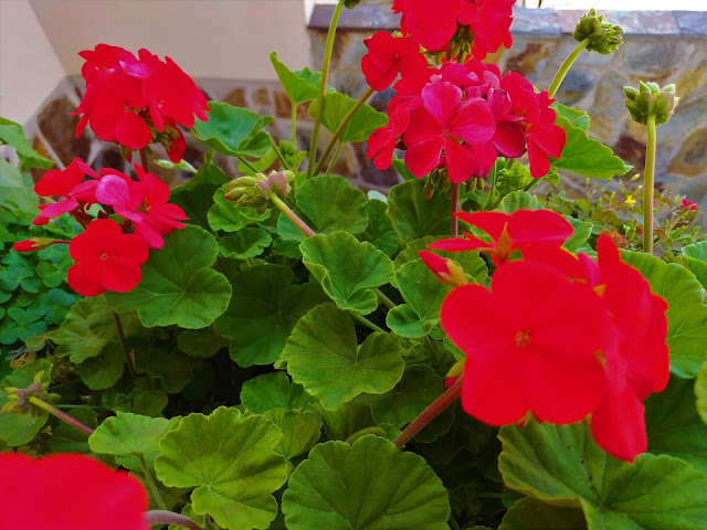 Geranio (Pelargonium zonale (L.) L'Hér. ex Aiton).