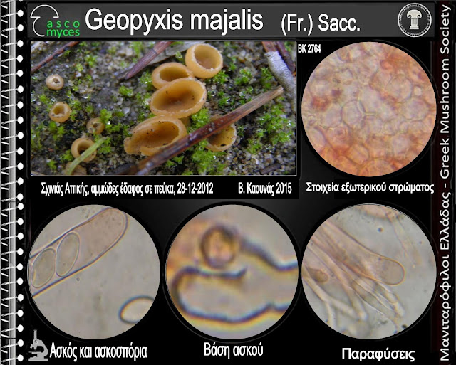 Geopyxis majalis (Fr.) Sacc.