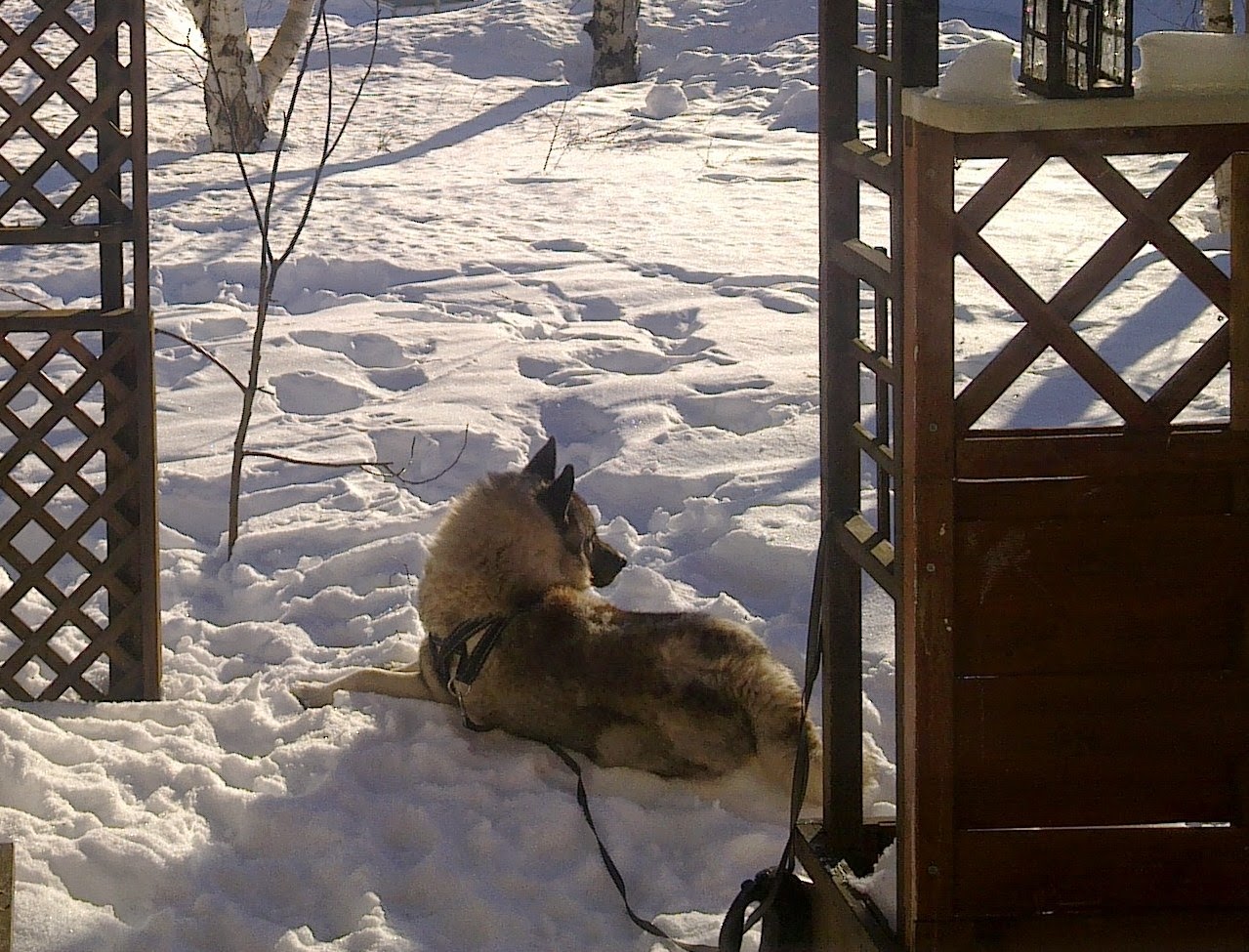 hirvikoira, Mosku, kevät, aurinko, terassin portailla