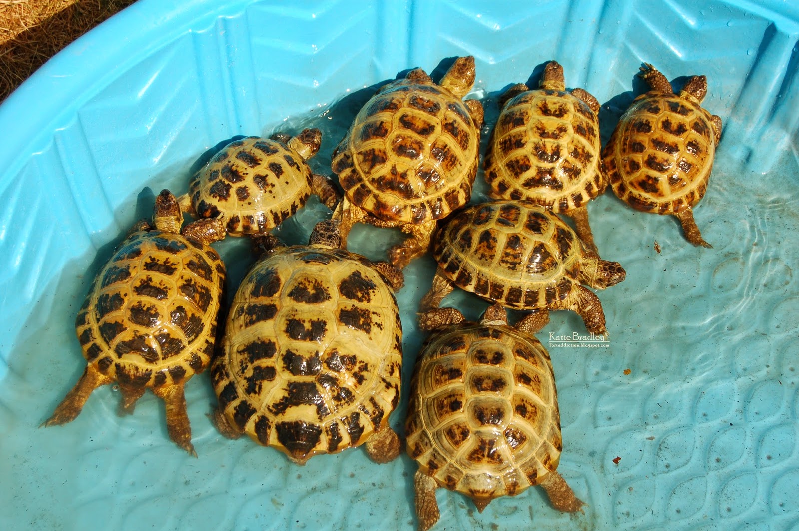 How to keep your tortoise(s) cool on a hot day! Tortoise Forum