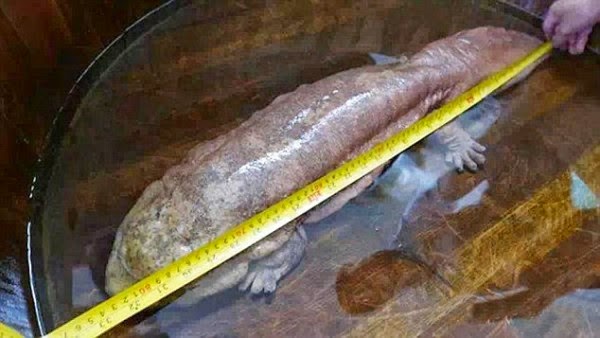 "Ζωντανό Απολίθωμα": Βρέθηκε σπάνια σαλαμάνδρα - Ζούσε πριν από 170 εκατομμύρια χρόνια  