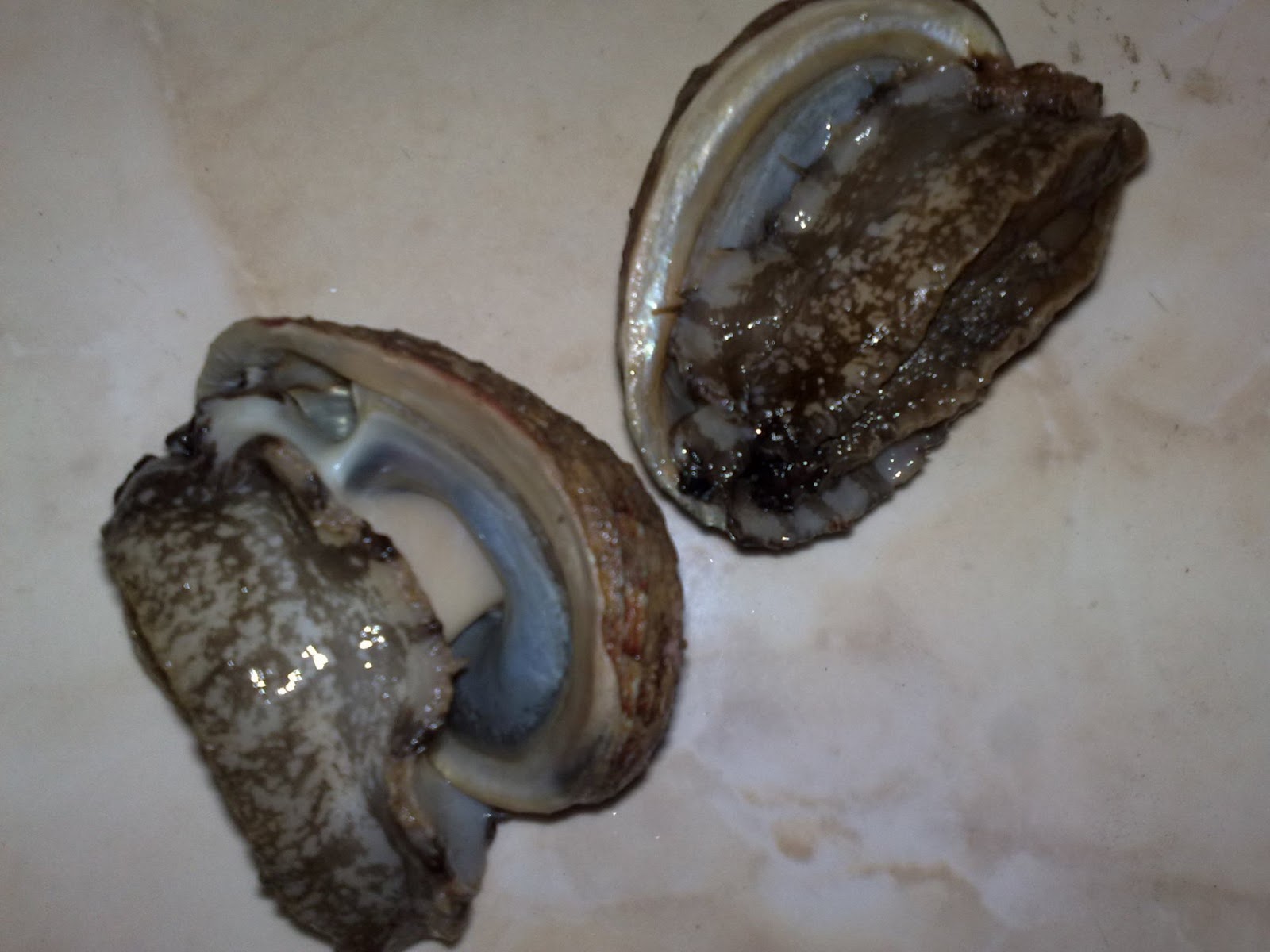 KERANG ABALON MATA 7