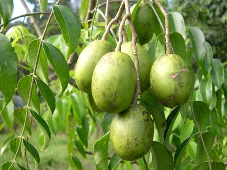 jual bibit buah kedondong cepat berbuah obral pohon tanaman jumbo super unggul terlaris murah mudah Mantewe