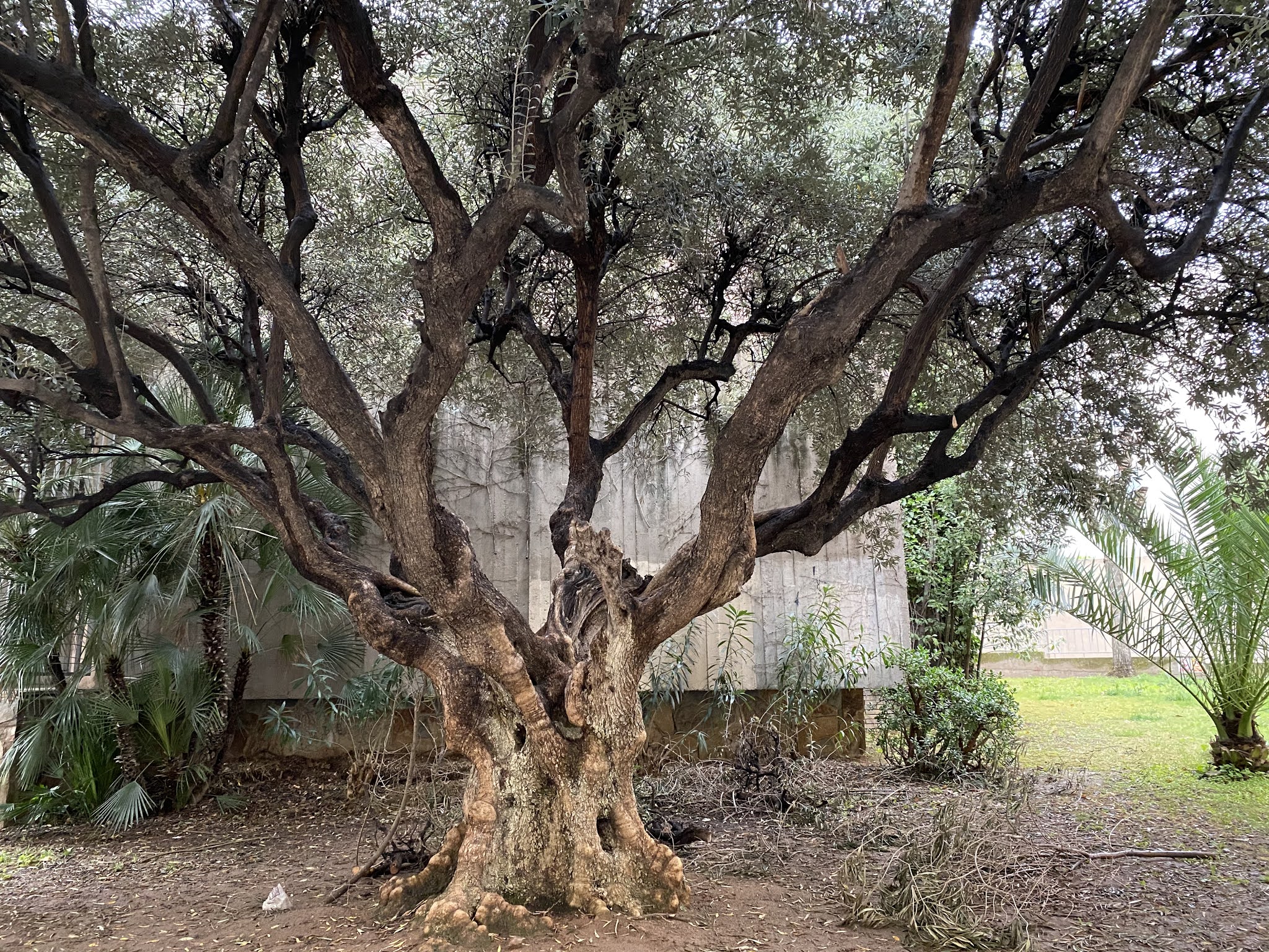 Tocho T8 JORDI DOU MAS DE XAXÀS IGLESIA PARROQUIAL DE SANTA JOAQUINA
