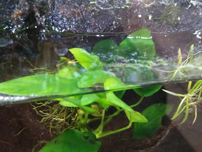 Anubias growing submersed - Paludarium Plants