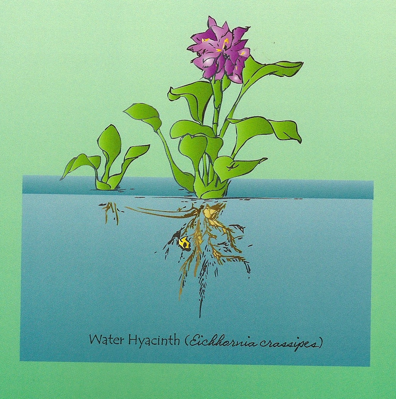 A Word's Worth: WATER HYACINTH – PLAGUE OR CLEAN-UP DETAIL?