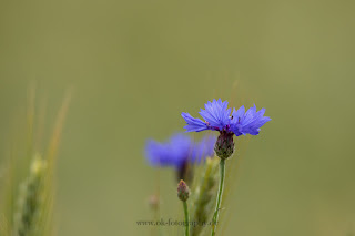 Naturfotografie Blumenfotografie Kornblume Lippeaue 
