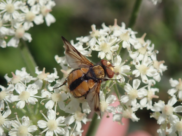 Ectophasia crassipennis Ectophasia crassipennis
