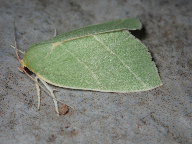 Bena bicolorana Bena bicolorana