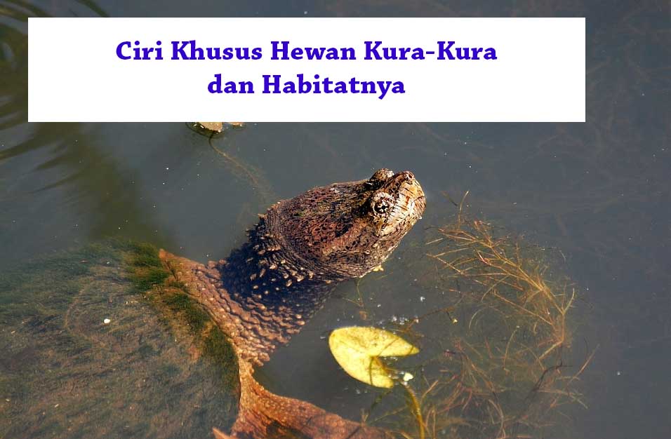 10 Ciri Khusus Hewan Kura Kura Dan Habitatnya Hewan Reptil