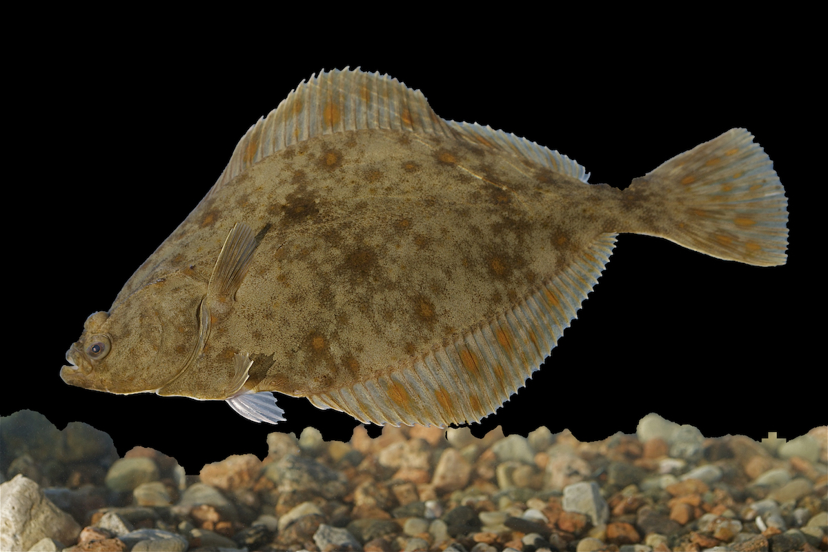 SleuthSayers 50+ Troublesome Words and Phrases