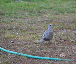 baby bird unable to fly 5