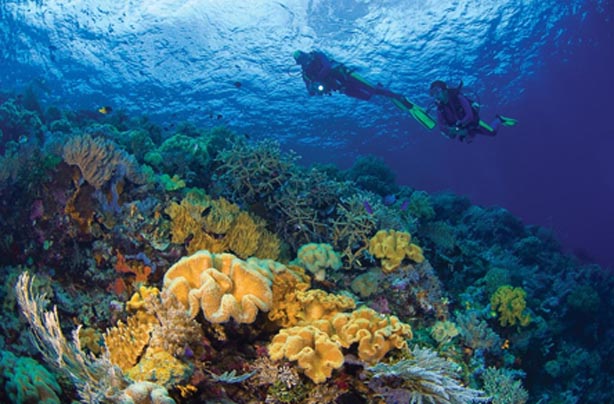 tr wakatobi coral2 0 - 6 Destinasi Wisata Alam Terfavorit di Kuching Malaysia