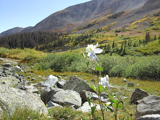 Exterior mountain scene with flowers on a fall day.