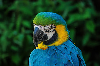 Amazing Facts about Parrot in Hindi तोते के बारे में रोचक तथ्य