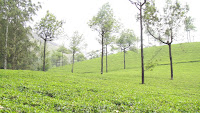 tea garden of Assam