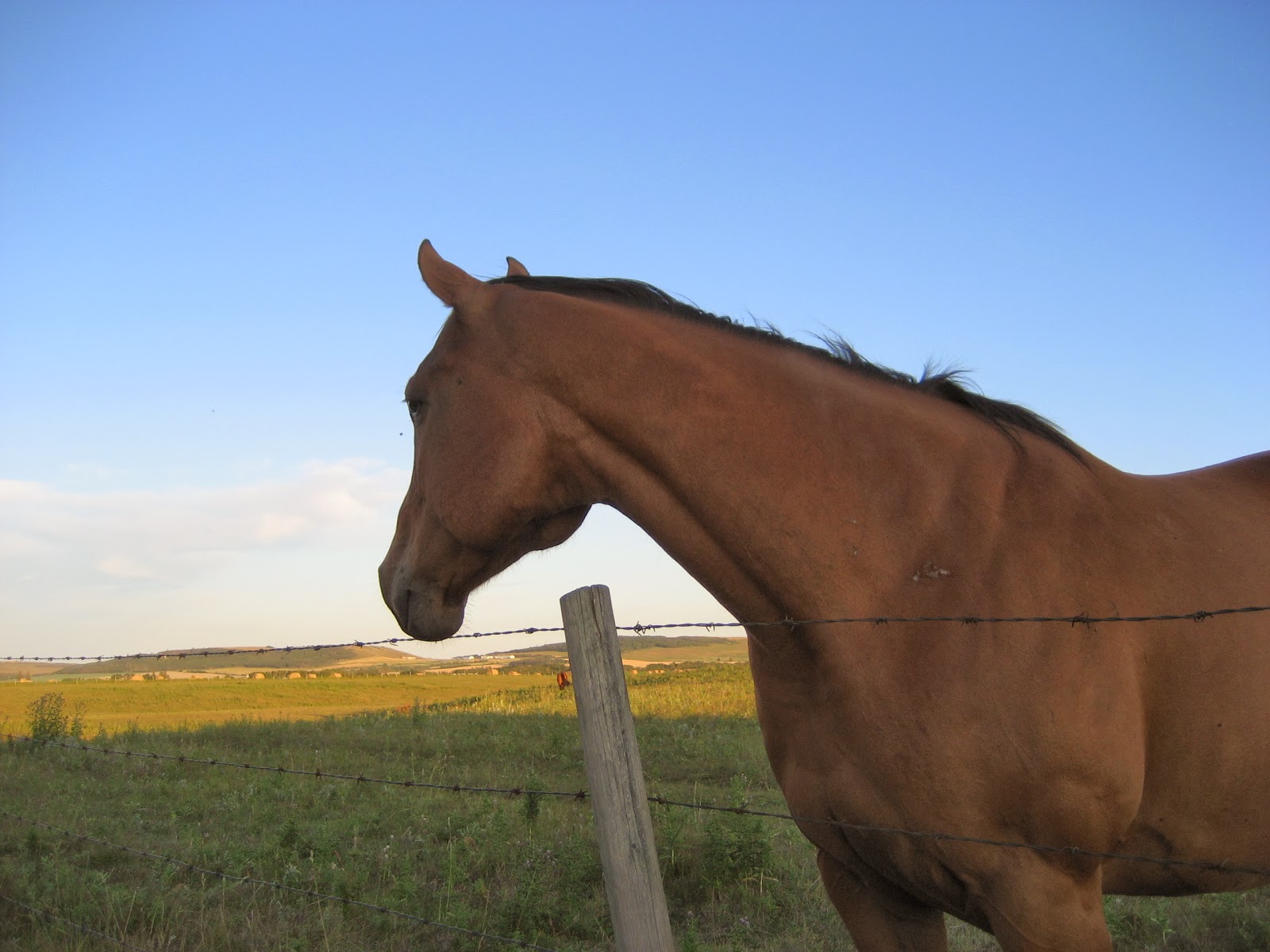 Do Horses Neigh When They Run? What is the jugular groove?