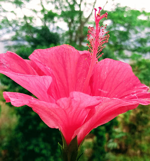 Flower.Image